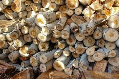 A stack of cut logs fills the frame, showcasing circular wood grain pattern.. Foto stock