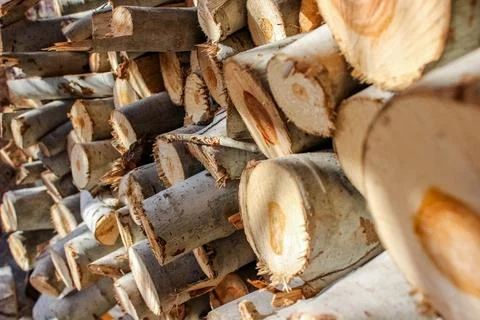 A stack of cut logs fills the frame, showcasing circular wood grain pattern.. Stockfoto's