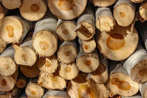 A stack of cut logs fills the frame, showcasing circular wood grain pattern.. Stock-Fotos