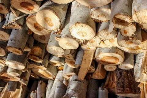A stack of cut logs fills the frame, showcasing circular wood grain pattern.. Stock-Fotos