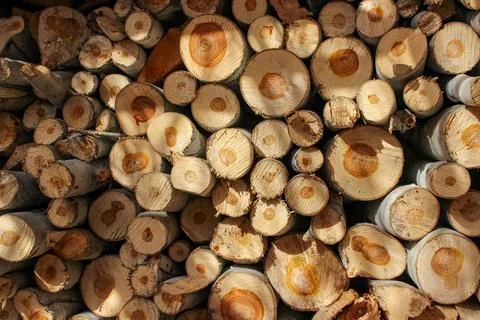 A stack of cut logs fills the frame, showcasing circular wood grain pattern.. Stock Photos