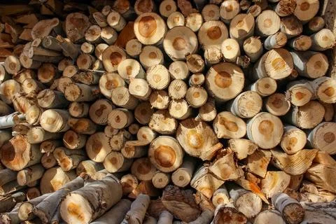 A stack of cut logs fills the frame, showcasing circular wood grain pattern.. Stock Photos