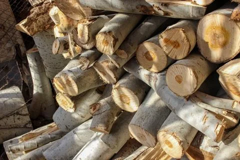 A stack of cut logs fills the frame, showcasing circular wood grain pattern.. Stock-Fotos