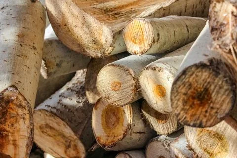 A stack of cut logs fills the frame, showcasing circular wood grain pattern.. Stockfoto's