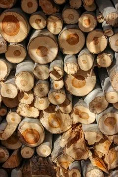 A stack of cut logs fills the frame, showcasing circular wood grain pattern.. Stock Photos