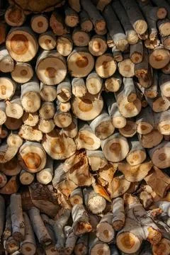 A stack of cut logs fills the frame, showcasing circular wood grain pattern.. Stock Photos