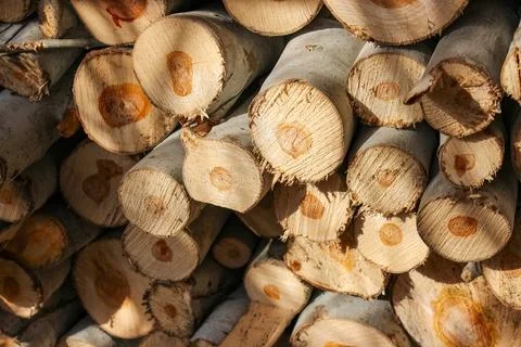 A stack of cut logs fills the frame, showcasing circular wood grain pattern.. Stock Photos