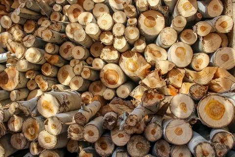 A stack of cut logs fills the frame, showcasing circular wood grain pattern.. Stock-Fotos