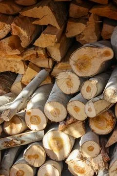 A stack of cut logs fills the frame, showcasing circular wood grain pattern.. Stock-Fotos