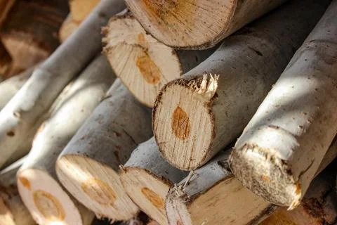 A stack of cut logs fills the frame, showcasing circular wood grain pattern.. Stockfoto's
