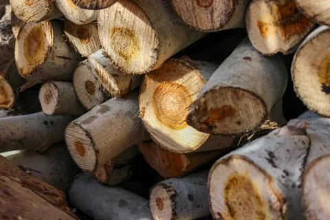 A stack of cut logs fills the frame, showcasing circular wood grain pattern.. Stock Photos