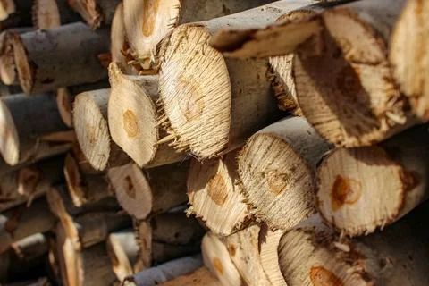 A stack of cut logs fills the frame, showcasing circular wood grain pattern.. Stockfoto's