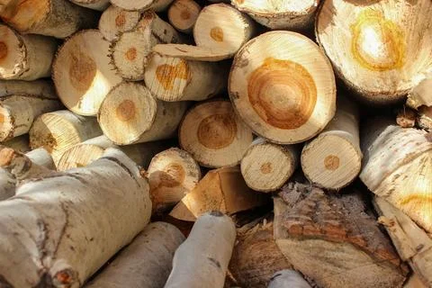 A stack of cut logs fills the frame, showcasing circular wood grain pattern.. Foto stock