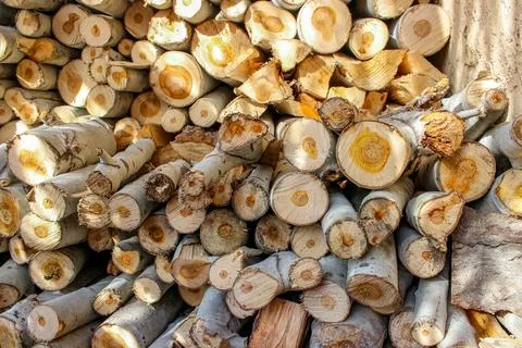 A stack of cut logs fills the frame, showcasing circular wood grain pattern.. Stock Photos