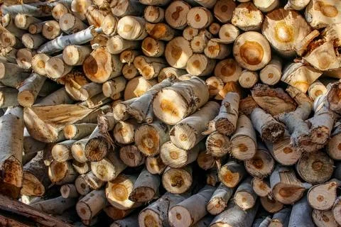 A stack of cut logs fills the frame, showcasing circular wood grain pattern.. Stock-Fotos