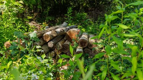 Stack of Cut Logs in Forest Clearing Surrounded by Green Vegetation Stockfoto's