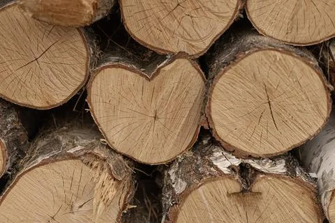 Stack of cut logs with heart shaped wood cross section Stock Photos