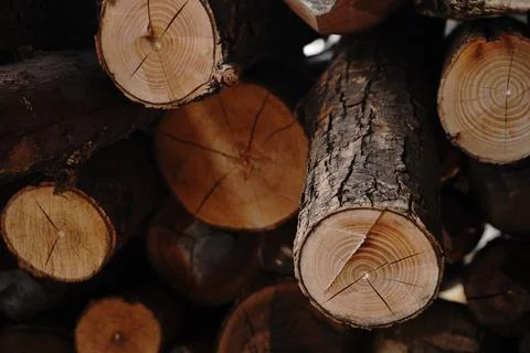 Stack of cut logs showing detailed grain patterns and rough bark texture Stock Photos