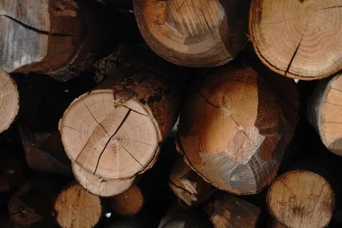 Stack of cut logs showing wood grain and cracks. Sunlight highlights textures Stock Photos