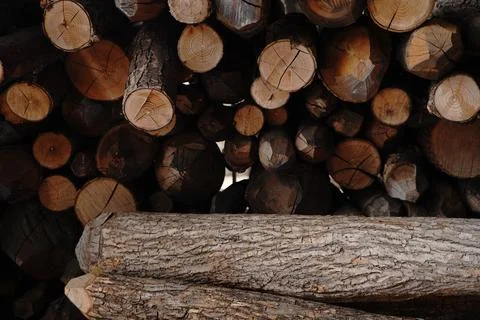 A stack of cut logs some with rough bark others showing tree rings Fotos de archivo