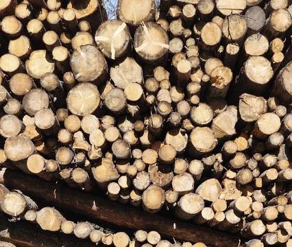 Stack of cut logs in sunlight Stock Photos