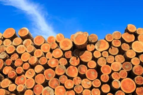 Stack of cut pine logs Stock Photos