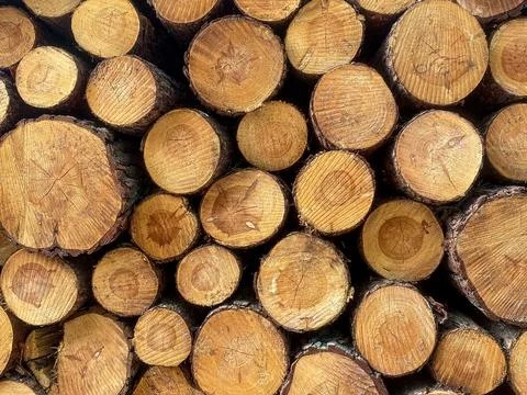 Stack of Cut Pine Logs Stock Photos