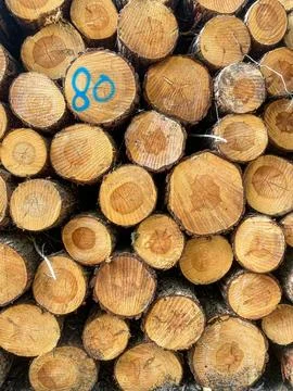Stack of Cut Pine Logs Stock Photos