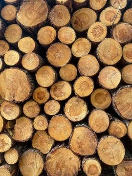 Stack of Cut Pine Logs Stock Photos