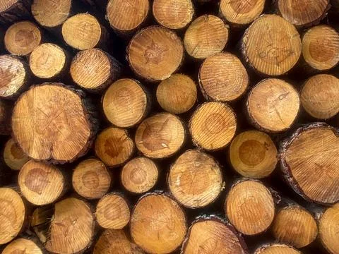 Stack of Cut Pine Logs Stock Photos