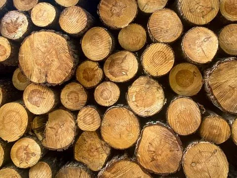 Stack of Cut Pine Logs Stock Photos