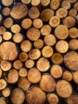 Stack of Cut Pine Logs Stock Photos