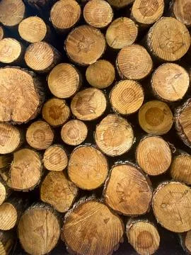 Stack of Cut Pine Logs Stock Photos