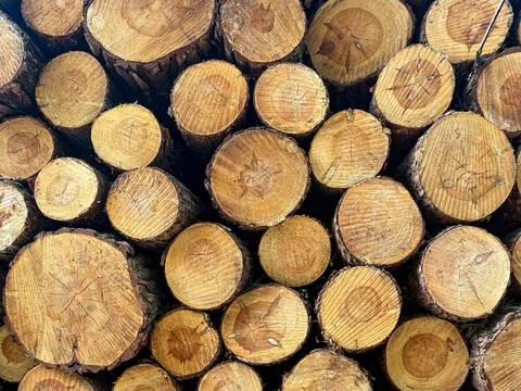 Stack of Cut Pine Logs Stock Photos