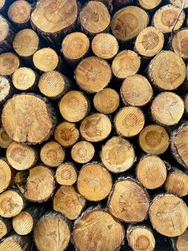 Stack of Cut Pine Logs Stock Photos