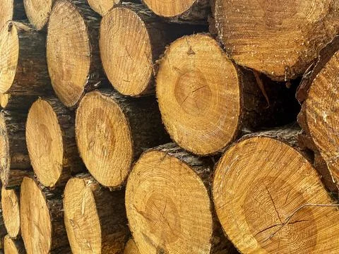 Stack of Cut Pine Logs Stock Photos