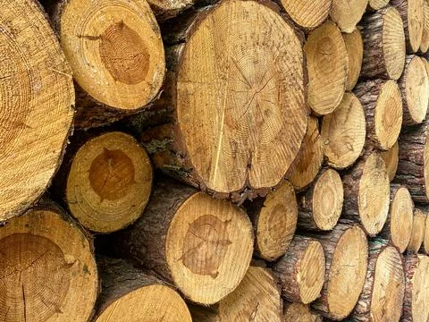 Stack of Cut Pine Logs Stock Photos
