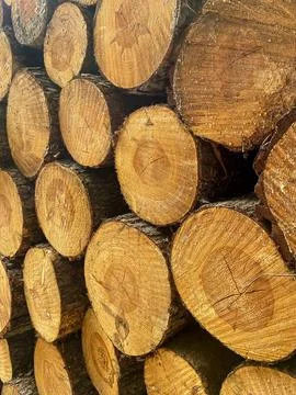 Stack of Cut Pine Logs Stock Photos
