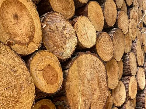 Stack of Cut Pine Logs Stock Photos