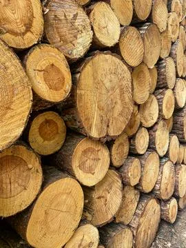 Stack of Cut Pine Logs Stock Photos