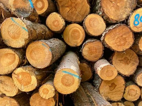 Stack of Cut Pine Logs Stock Photos