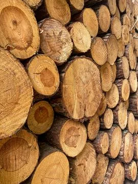 Stack of Cut Pine Logs Stock Photos