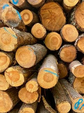 Stack of Cut Pine Logs Stock Photos