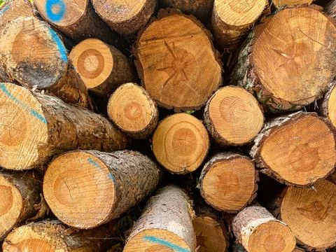 Stack of Cut Pine Logs Stock Photos