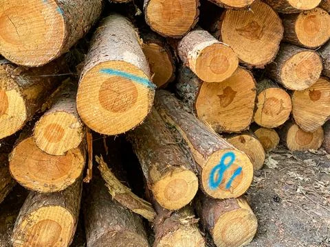 Stack of Cut Pine Logs Stock Photos