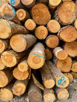 Stack of Cut Pine Logs Stock Photos