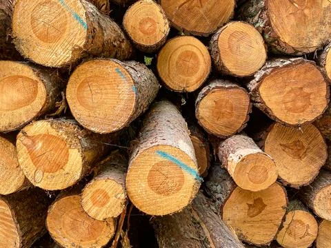 Stack of Cut Pine Logs Stock Photos