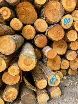 Stack of Cut Pine Logs Stock Photos