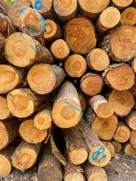 Stack of Cut Pine Logs Stock Photos