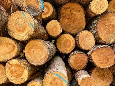 Stack of Cut Pine Logs Stock Photos